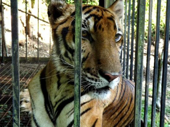 セブ動物園